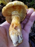 Gymnopilus luteus image