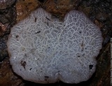 Auricularia delicata image