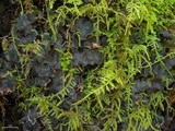 Peltigera phyllidiosa image