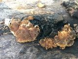 Phellinus gilvus image