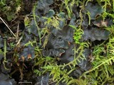 Peltigera phyllidiosa image