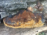 Phellinus gilvus image