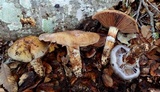 Cortinarius glutinosoarmillatus image