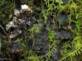 Peltigera phyllidiosa image