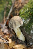 Retiboletus griseus image