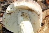 Retiboletus griseus image