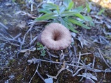 Arrhenia hohensis image