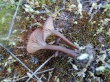 Arrhenia hohensis image