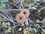 Omphalina pyxidata image