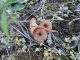 Omphalina pyxidata image