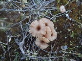 Omphalina pyxidata image