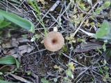 Omphalina pyxidata image