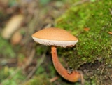 Austroboletus gracilis image