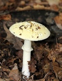 Amanita velatipes image