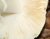 Amanita velatipes image