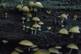 Psathyrella piluliformis image