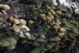 Psathyrella piluliformis image