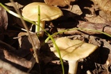 Cuphophyllus pratensis image
