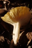 Cuphophyllus pratensis image