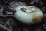 Russula parvovirescens image
