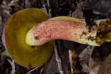 Boletus roodyi image