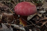 Boletus roodyi image