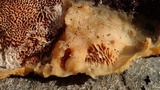 Trametopsis cervina image