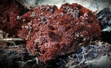 Coltriciella dependens image
