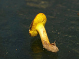 Phylloporus arenicola image