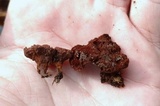 Coltriciella dependens image