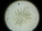 Anthostomella rubicola image