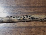Anthostomella rubicola image