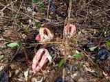 Clathrus columnatus image