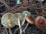 Pholiota velaglutinosa image