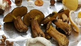 Suillus fuscotomentosus image