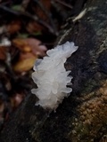 Tremella fuciformis image