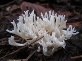 Ramariopsis kunzei image