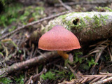 Cortinarius smithii image