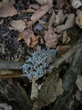 Pseudevernia consocians image