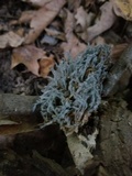 Pseudevernia consocians image