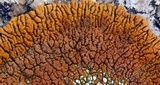 Caloplaca trachyphylla image