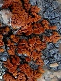 Caloplaca trachyphylla image