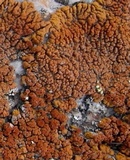 Caloplaca trachyphylla image