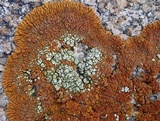 Acarospora stapfiana image