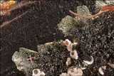 Physcia aipolia image