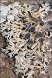 Physcia aipolia image