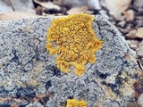 Caloplaca impolita image