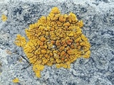 Caloplaca impolita image