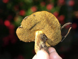 Suillus tomentosus image