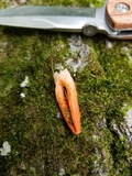 Pseudocolus fusiformis image